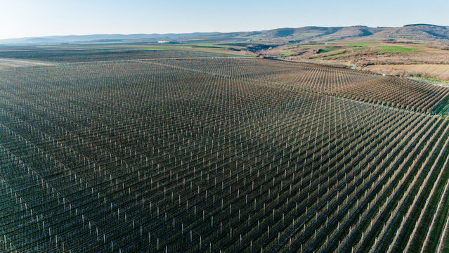 Aerial view of rhythmic rows of orchards stretch across the landscape towards the distant hills, a tapestry of agricultural order, Jazak, Vojvodina, Serbia.