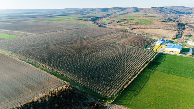 Aerial view of neatly organized orchards meeting fields of contrasting textures near modern farm buildings under a vast sky, Jazak, Vojvodina, Serbia.