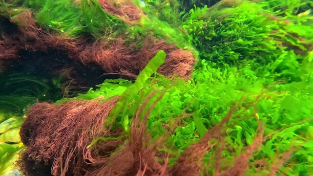 Black Sea macrophyte algae, green algae (Ulva sp., Enteromorpha sp.) and red algae growing on rocks near the shore, contributing to water oxygenation and synthesis