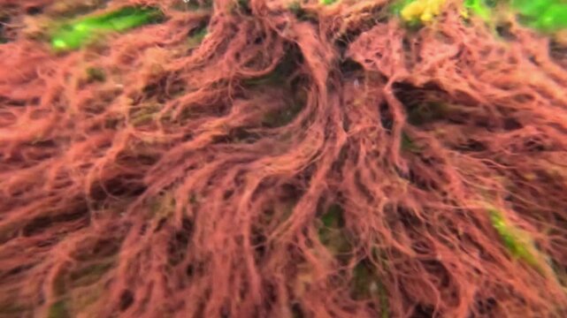 Underwater landscape in the Black Sea, macrophyte algae including green algae (Ulva sp., Enteromorpha sp.) and red algae (Porphyra sp., Ceramium sp.) growing on rocks near the shore