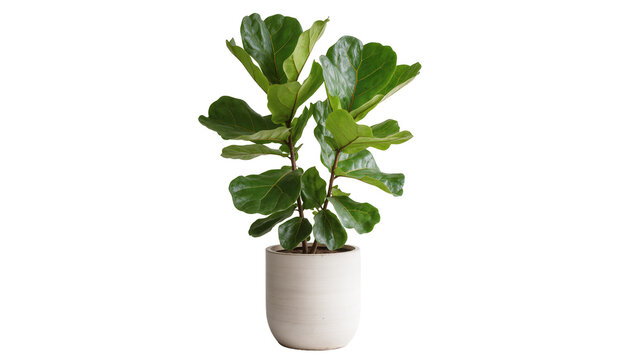 Isolated Fiddle Leaf Fig plant in a stylish cylindrical pot, popular houseplant decor