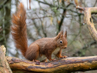 Fototapeta premium Eurasisches Eichhörnchen auf Ast, rotes Eichhörnchen im Wald, Sciurus vulgaris