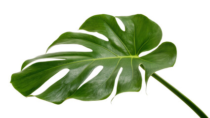 Isolated vibrant green tropical Monstera deliciosa leaf with iconic fenestrations, perfect for botanical design © Julie