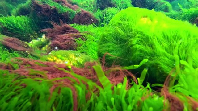 Underwater macrophyte algae landscape in the Black Sea, green algae (Ulva sp., Enteromorpha sp.) and red algae on coastal rocks near the shore