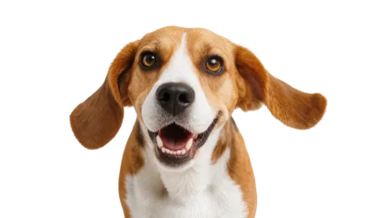 Fototapete Hund Isolated happy smiling beagle dog looking at camera with open mouth and floppy ears  © Natasha