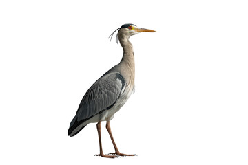 Fototapeta premium Gray heron standing, a species of wading bird, ardea cinerea, isolated with a transparent background for easy use