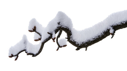 Isolated snow-covered tree branch with winter buds ready for a cold season day © Natasha