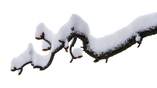 Isolated snow-covered tree branch with winter buds ready for a cold season day