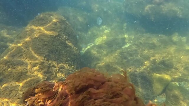 Underwater landscape in the Black Sea, macrophyte algae including green algae (Ulva sp., Enteromorpha sp.) and red algae (Porphyra sp., Ceramium sp.) growing on rocks near the shore