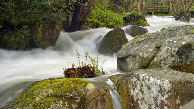 The water cycle: a swollen stream flowing between rocks covered in lichen, moss and ferns, in Baiona.