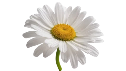 Fototapeten Gänseblümchen Isolated close up of a beautiful fresh white daisy flower with vibrant yellow center  © Stefan