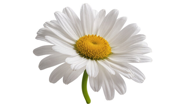 Isolated close up of a beautiful fresh white daisy flower with vibrant yellow center