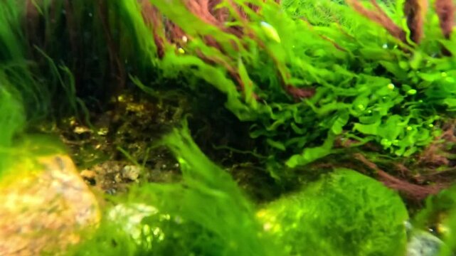 Algal community of the Black Sea: filamentous green algae (Chlorophyta) and red algae (Rhodophyta) growing on coastal stones, producing oxygen through photosynthesis 