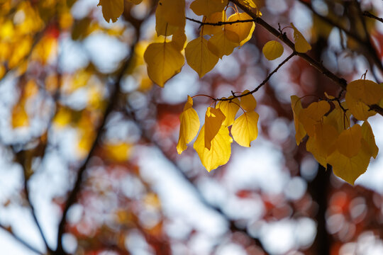 Golden Autumn Foliage of Oriental White Oak (Quercus aliena) in the Sun