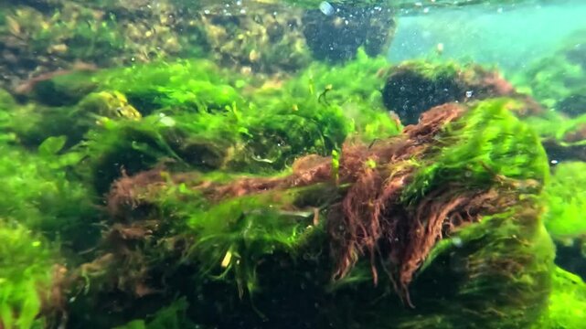 Algal community of the Black Sea: filamentous green algae (Chlorophyta) and red algae (Rhodophyta) growing on coastal stones, producing oxygen through photosynthesis 