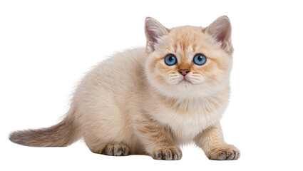 Obraz premium Isolated adorable fluffy domestic kitten with striking blue eyes looking at the viewer.