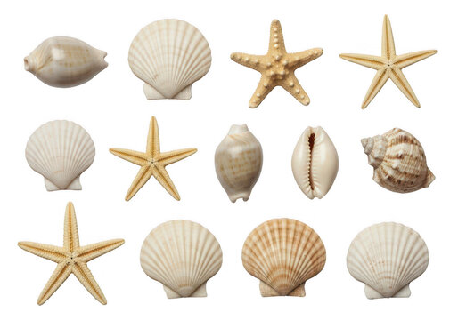 Collection of seashells and starfish arranged on a black surface on transparent background