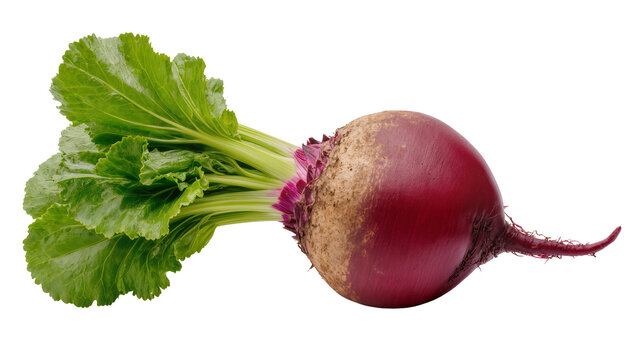 Isolated fresh whole beet root with vibrant green leaves, healthy organic vegetable for cooking ingredients