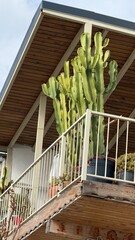 Fototapeta premium Cactus plants on a patio balcony surrounded by railings, sunlight casting shadows in the background