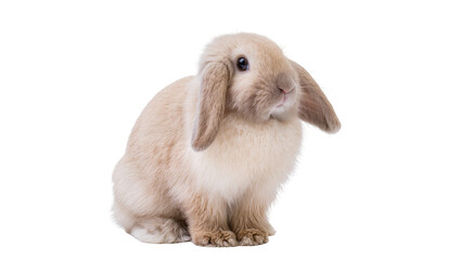Isolated cute young fluffy Lop-eared bunny rabbit sitting peacefully looking friendly © Stefan