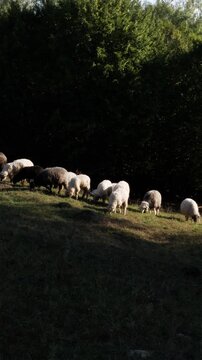 One black sheep among white flock on a green mountain slope in Carpathians