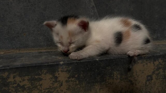 cat child has tiny lice all over his body.