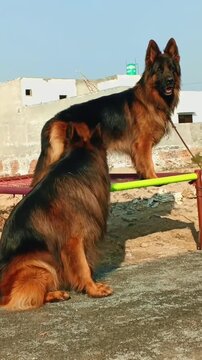 Beautiful Long Haired German Shepherds Enjoying Sunlight