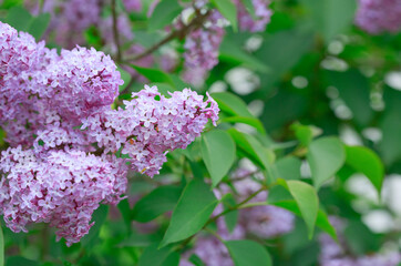 Branch with spring lilac flowers in garden isolated. © Swetlana Wall
