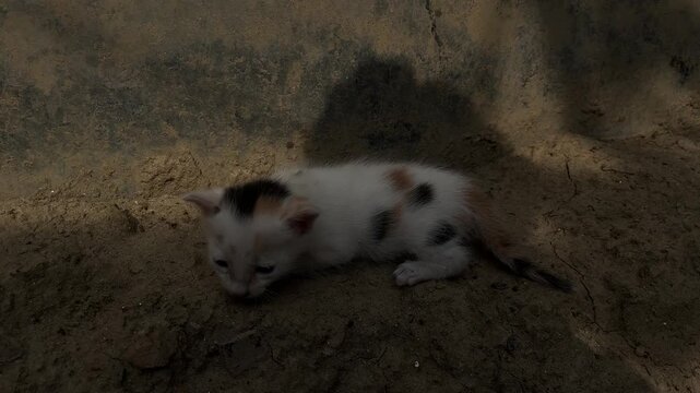 cat child has tiny lice all over his body.