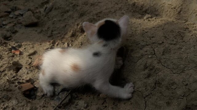 cat child has tiny lice all over his body.