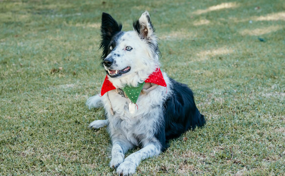 Border collie dressed up for Christmas
