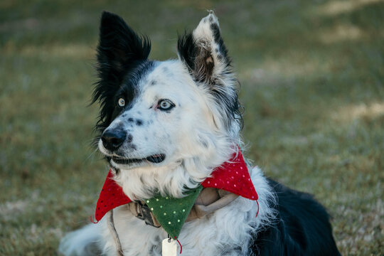 Border collie dressed for Christmas