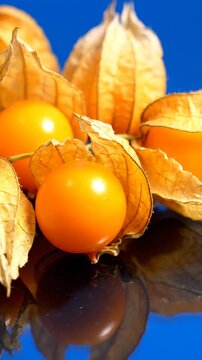 Ground Cherries on Blue Background.