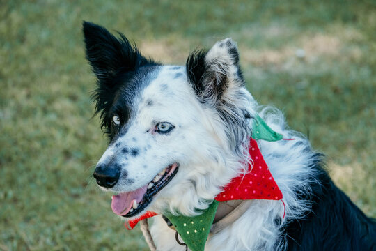 Border collie dressed up for Christmas