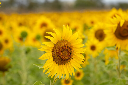 Single foreground Sunflower in field of sunflowers