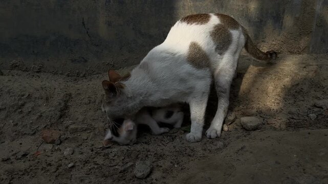 cat child has tiny lice all over his body.