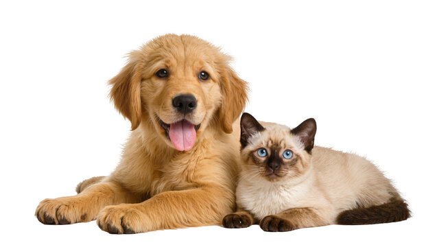 Isolated adorable Golden Retriever puppy and charming Siamese cat resting together calmly