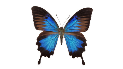 Isolated vibrant blue and brown tropical butterfly, delicate insect with open wings, top view © Stefan