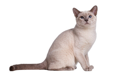 Isolated beautiful light-colored Tonkinese cat sitting gracefully, gazing intently at camera