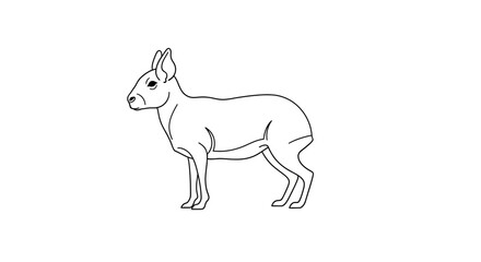 Fototapeta premium Outline illustration of a mara showing profile on a clean white background