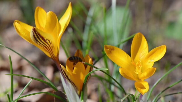 A honey bee (Apis mellifera) collects nectar and pollen from early spring bulbous plant Crocus flavus (yellow crocus) in a garden during spring