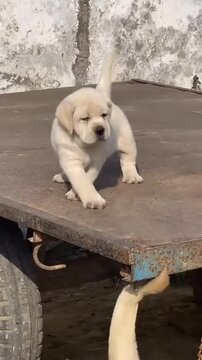 Healthy British Labrador puppy standing on a trailer &ndash; rural setting."