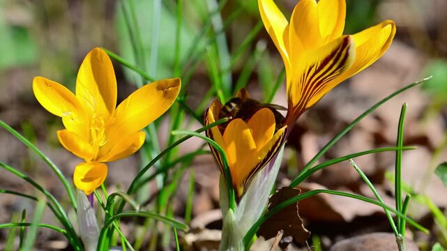 A honey bee (Apis mellifera) collects nectar and pollen from early spring bulbous plant Crocus flavus (yellow crocus) in a garden during spring