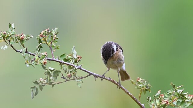 A male European Stonechat (Saxicola rubicola) perched on a thorny branch.