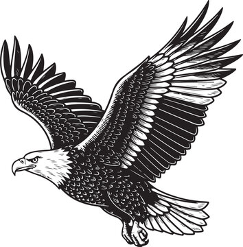 Flying Bald Eagle, hand drawn simple sketch vector illustration