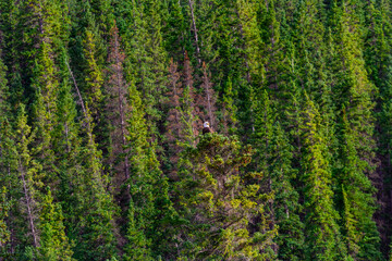 Background. A bald eagle perched on a tree against a backdrop of a coniferous forest. Banff National Park, Alberta, Canada © krysek