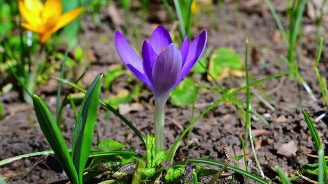 One of the earliest spring flowers, often blooming immediately after snowmelt, Crocus tommasinianus (Tommasini crocus), Ukraine