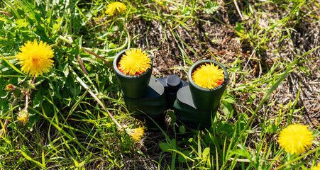 Binoculars with yellow dandelion flowers inside lenses lying in green grass. Creative nature observation concept. Spring meadow exploration tool and outdoor activity equipment, Taraxacum officinale © Lena_viridis