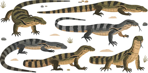 Obraz premium Monitor Lizard Vector Set Featuring Striped Body Patterns, Crawling Poses, and Detailed Reptile Anatomy for Wildlife Illustration, Nature Education, and Scientific Design Projects.