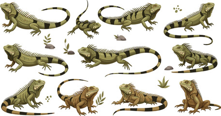 Fototapeta premium Iguana Lizard Vector Collection Featuring Multiple Poses, Detailed Scales, and Tropical Reptile Anatomy for Wildlife Illustration, Nature Education, and Design Projects.